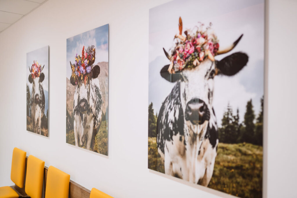 Bilder mir Kühen an der Wand beim Wartebereich bei Dr. Lummert und Kracke Hausarztzentrum Hänigsen
